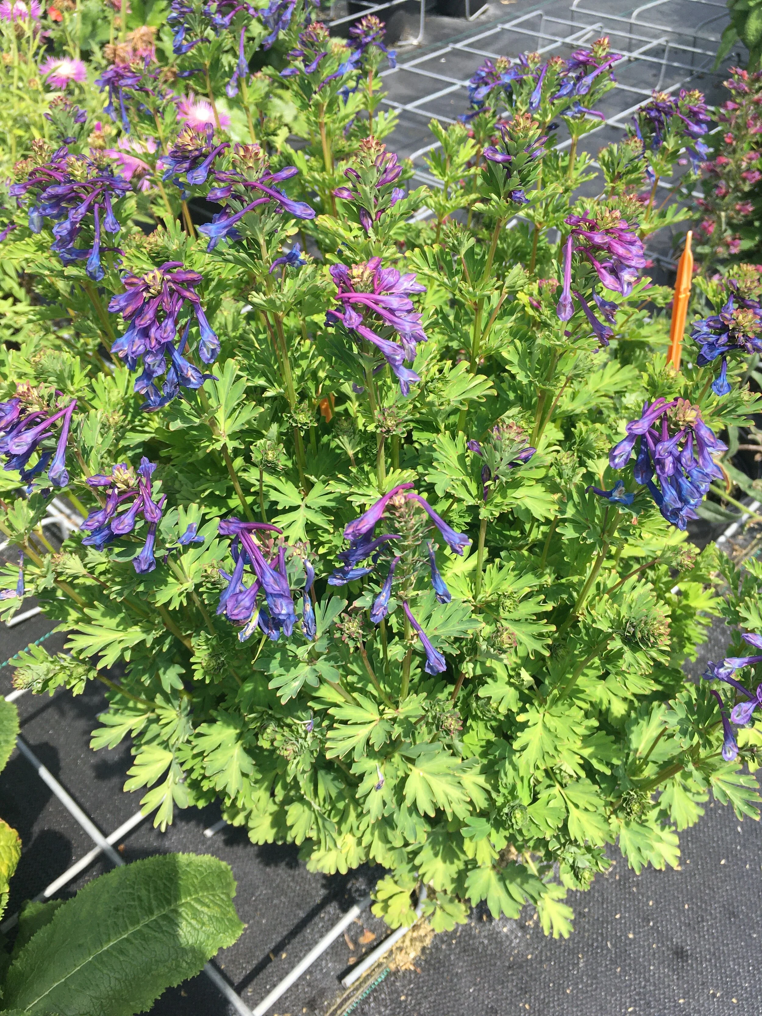 Corydalis — Our Plants — Green Trade Horticulture